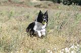BORDER COLLIE 369